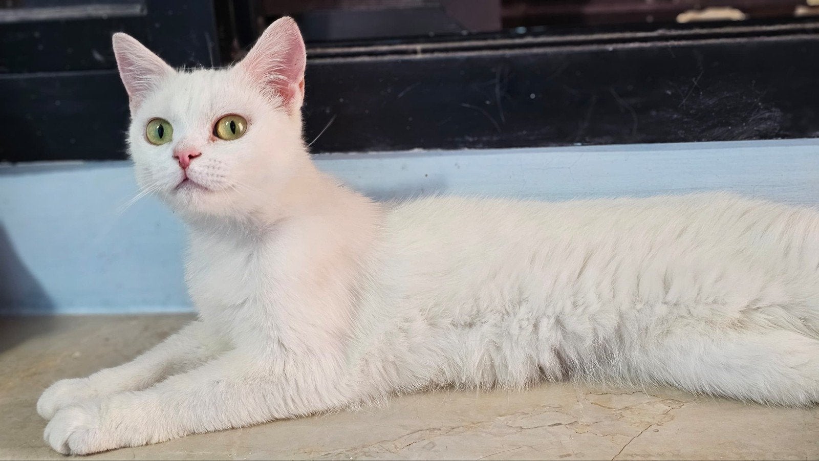 superlieve sukkar, Dieren en Toebehoren, Poes, Kortharig, 0 tot 2 jaar