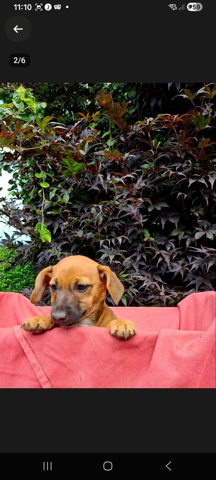 prachtig jack russel en terriër  puppy, Reu, Eén hond, CDV (hondenziekte), Nederland