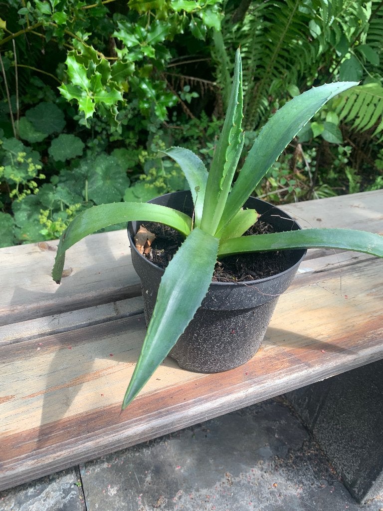3  (honderdjarige) aloë vera planten, Volle zon, Vaste plant, Bloeit niet, Ophalen