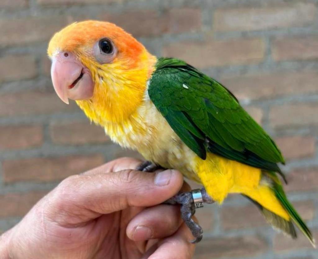 Super mega tamme roestkop caiques  4 stuks 11 weken oud, Dieren en Toebehoren, Vogels | Parkieten en Papegaaien, Meerdere dieren
