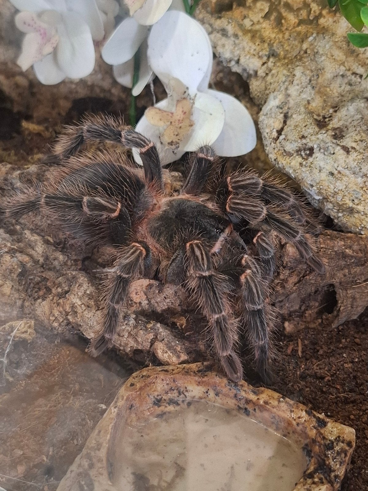 Vogelspin Lasiodora parahybana, Overige soorten