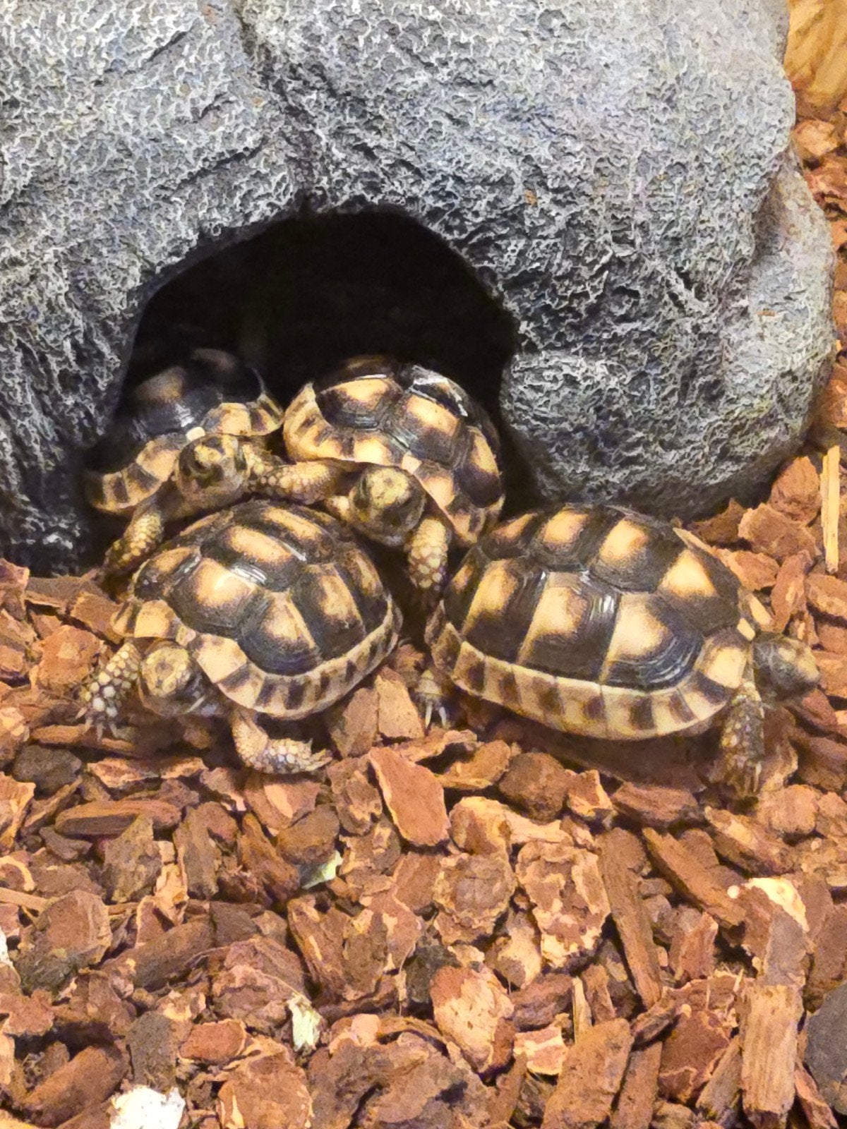 Klokschildpad (Testudo marginata) – NLNK 2026

Ben je op zoe, Hagedis, 0 tot 2 jaar