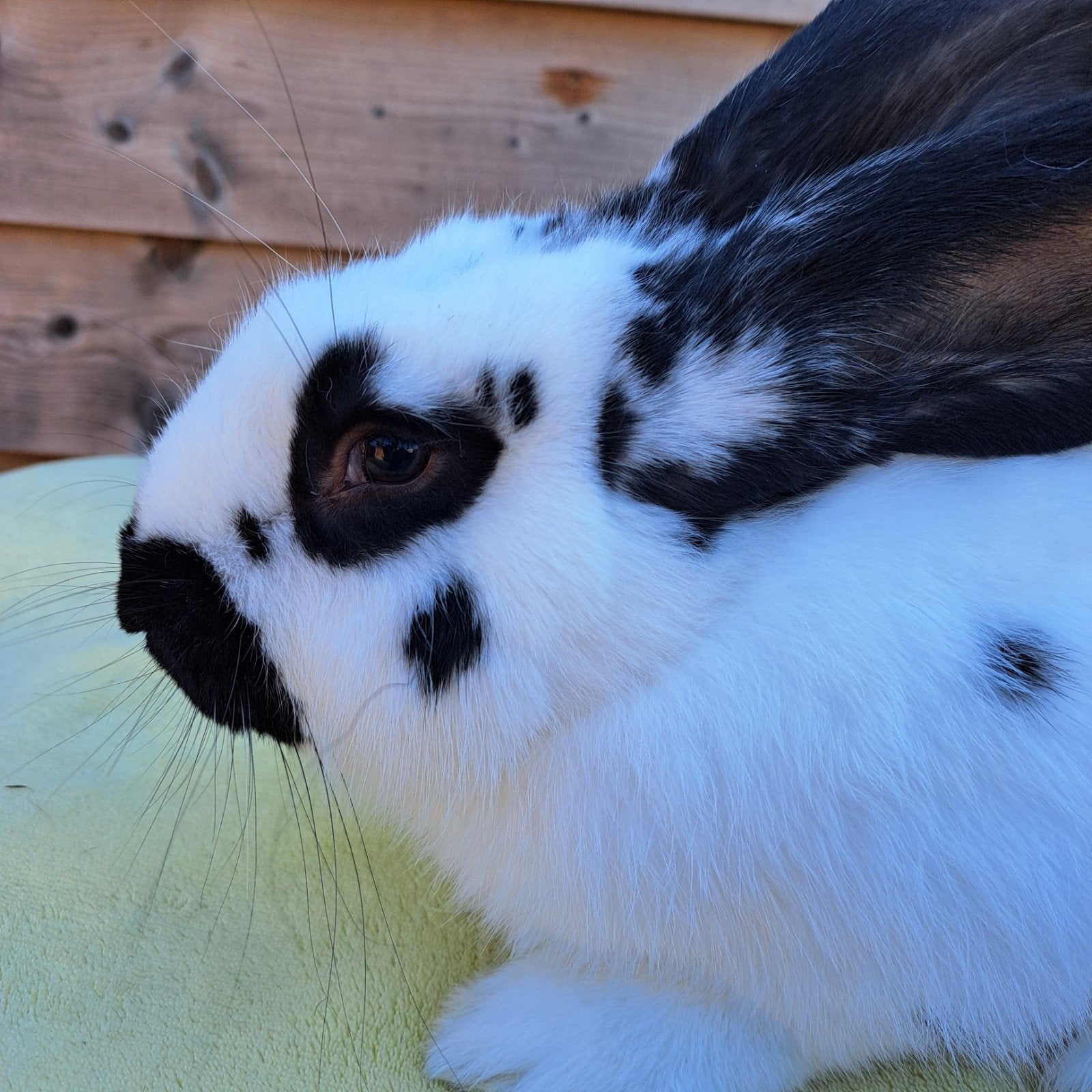 Ram Vlaamse reus / Lotharinger groot, Dieren en Toebehoren, Mannelijk, Groot