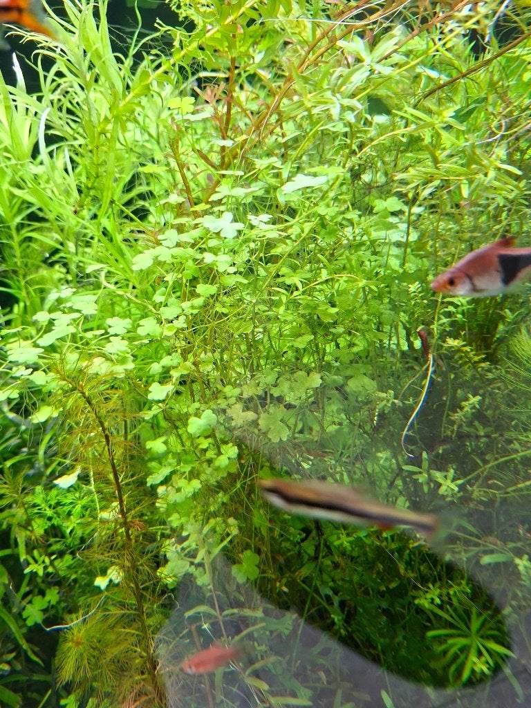 Hydrocotyle tripartia, leuk voor aquascape en kleine bak, Ophalen of Verzenden, Zo goed als nieuw, Plant(en), Steen of Hout
