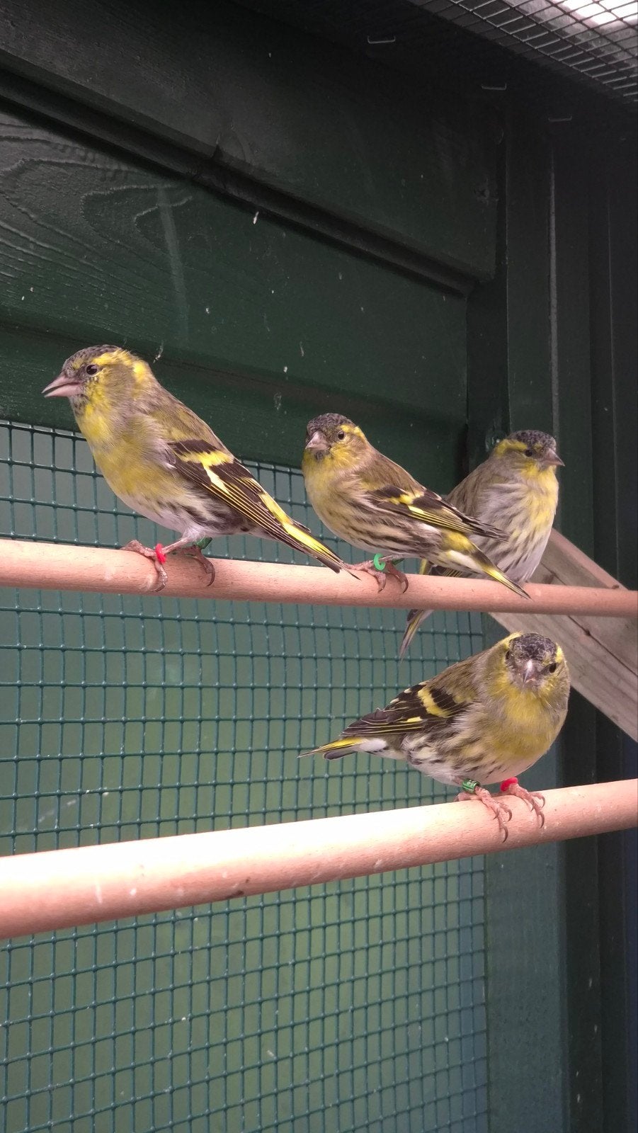 Europese sijs, Mannelijk, Wildzangvogel, Geringd