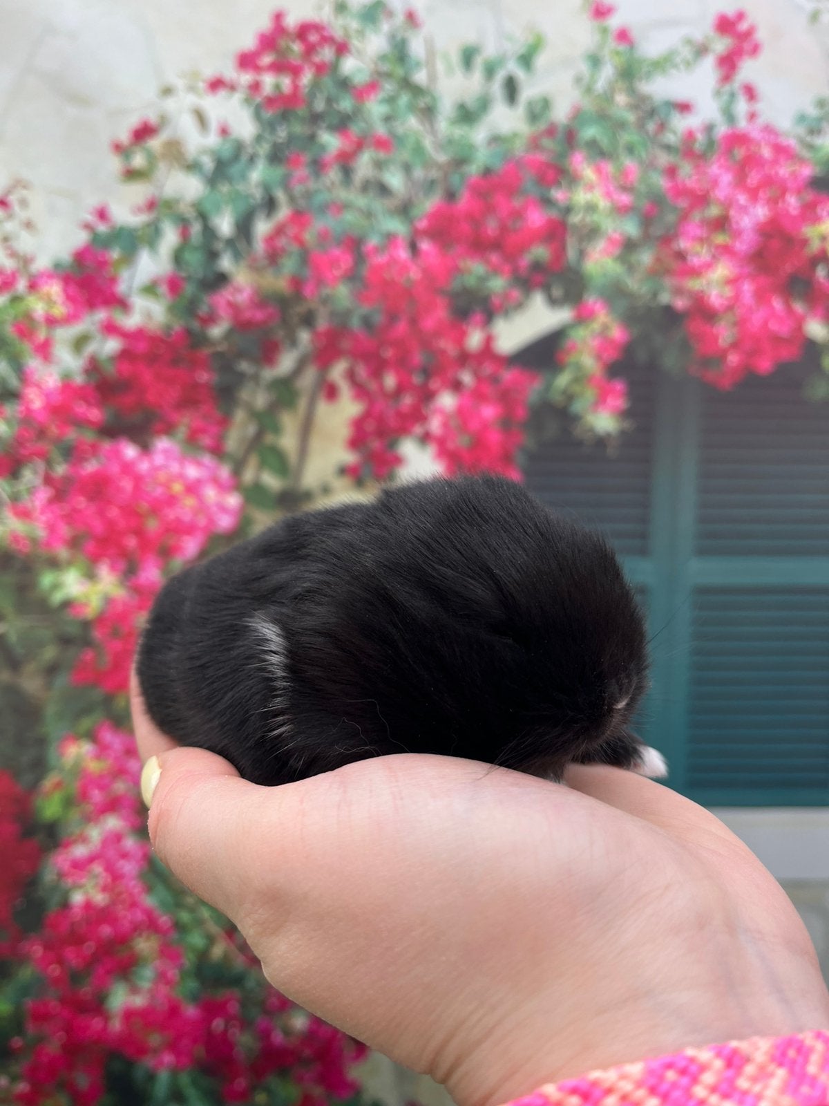 Meerdere Minilop konijntjes beschikbaar!🌸, Meerdere dieren, Dwerg