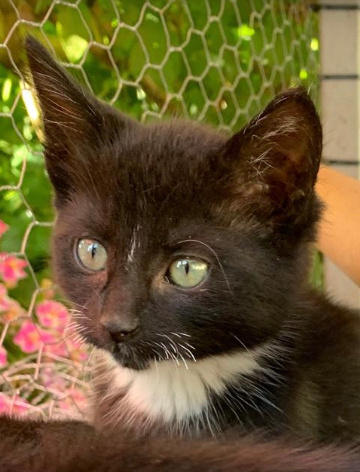 Boerderij kittens te koop, Dieren en Toebehoren, Meerdere dieren