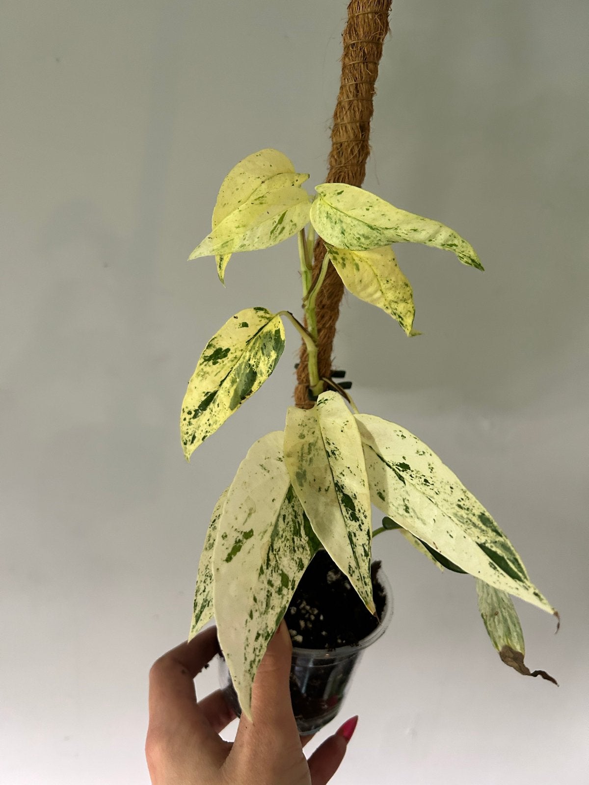 Epipremnum pinnatum Cebu Blue Variegata - Zeldzame Stek, Overige soorten, In pot, Minder dan 100 cm, Groene kamerplant