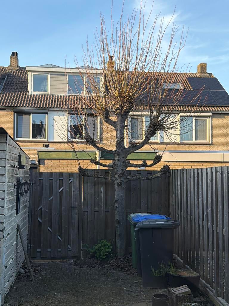 Kachelhout: Takken van diverse houtsoorten, Minder dan 3 m³, Ophalen, Overige houtsoorten, Takken