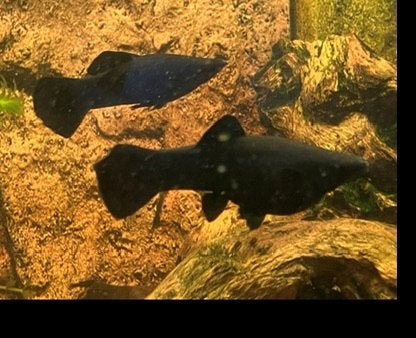 Black Molly, Platy, Guppy, Torenslak, Vuur Garnaal, Overige typen, Zoetwatervis, Schoolvis