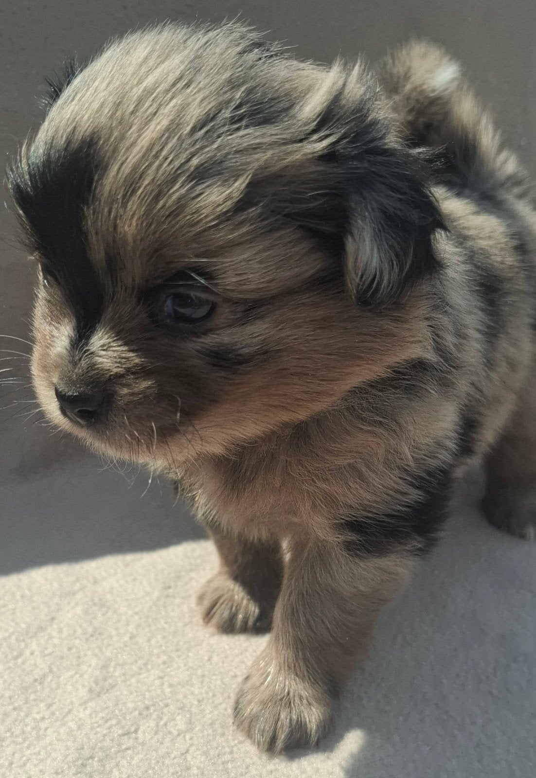 Prachtige unieke Shiranian (F1) pups (Shih Tzu x  pomeriaan), Dieren en Toebehoren, 8 tot 15 weken, Meerdere, Meerdere dieren