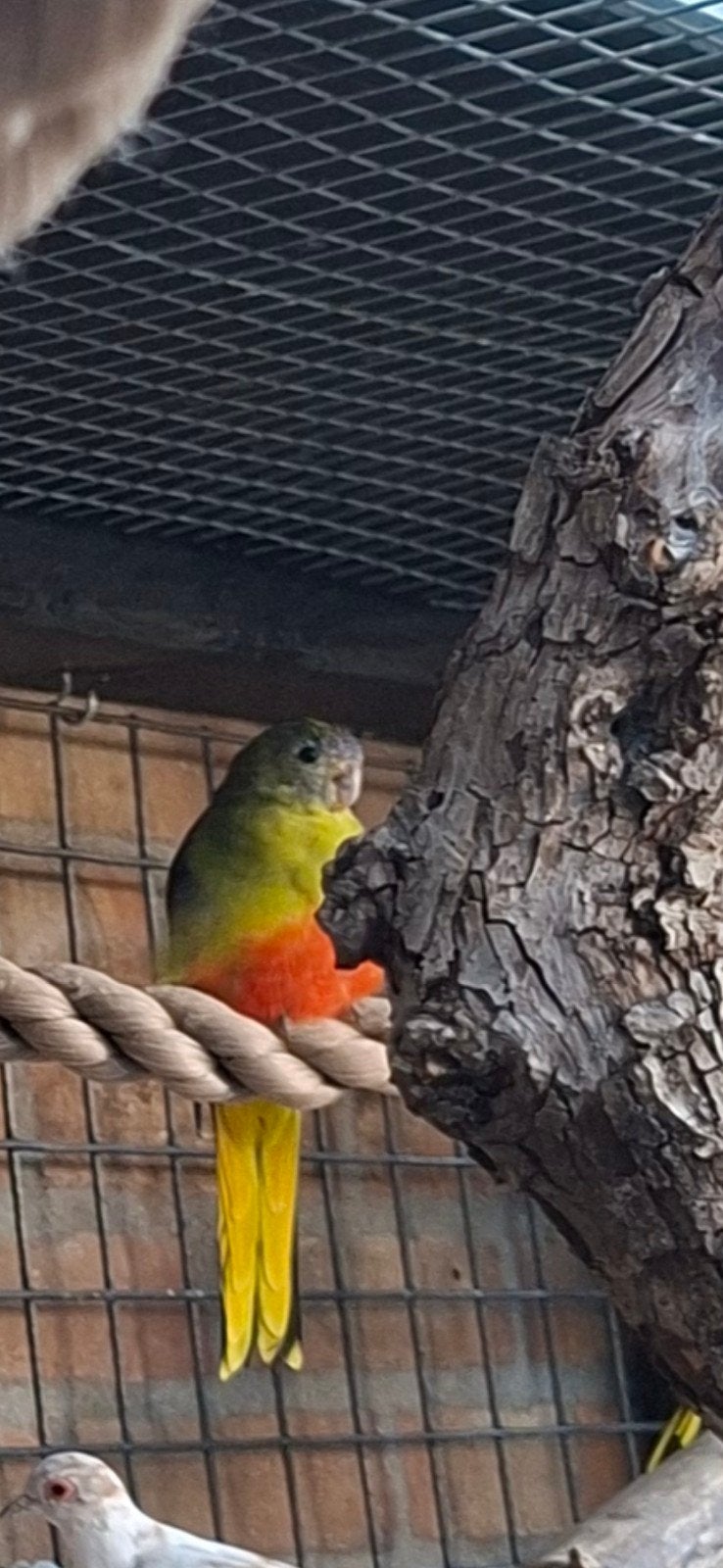 turquoisine  parkieten koppel met jongen, Meerdere dieren, Parkiet