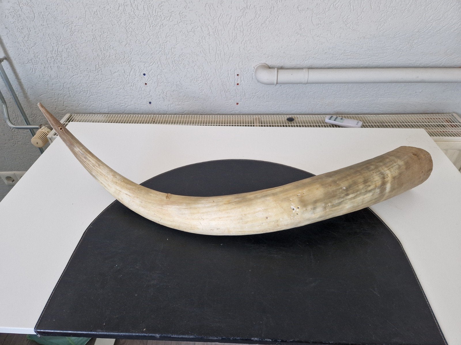 Grote buffelhoorn van 110 cm, Ophalen of Verzenden