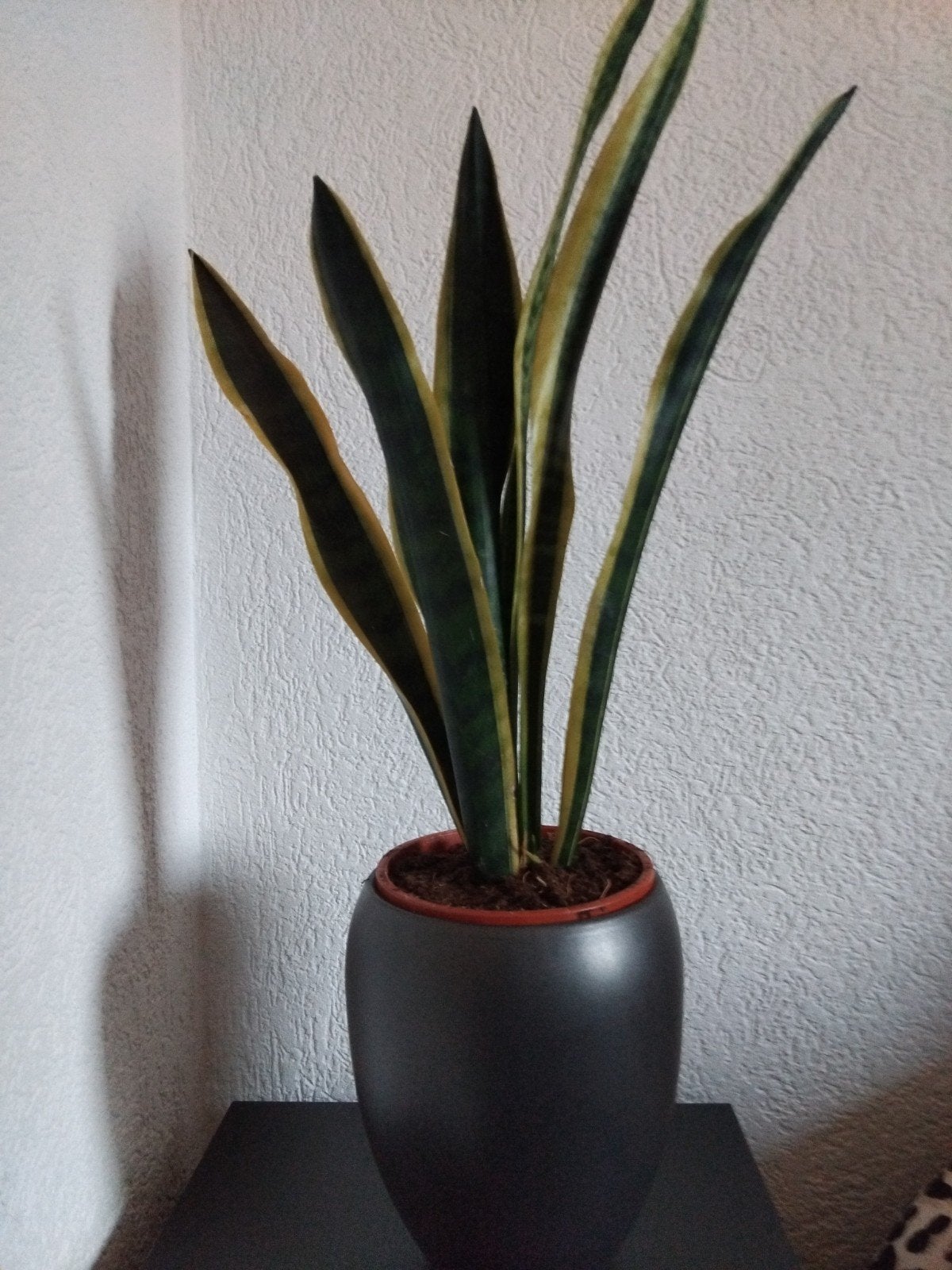 grote hoge pot met sansevieria, Ophalen, Vetplant, Volle zon, Minder dan 100 cm