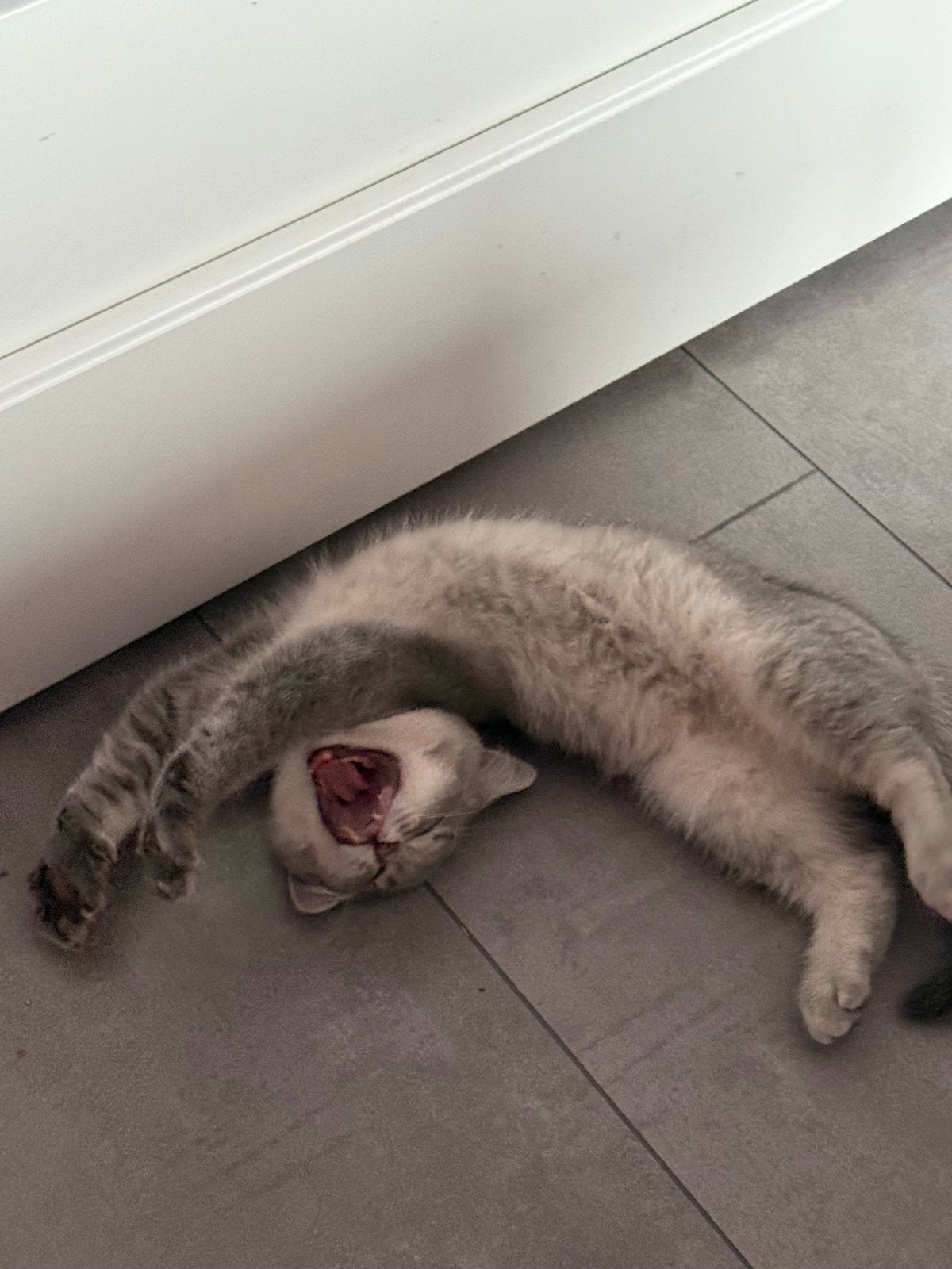 British shorthair kitten, Meerdere dieren, Ontwormd, 0 tot 2 jaar