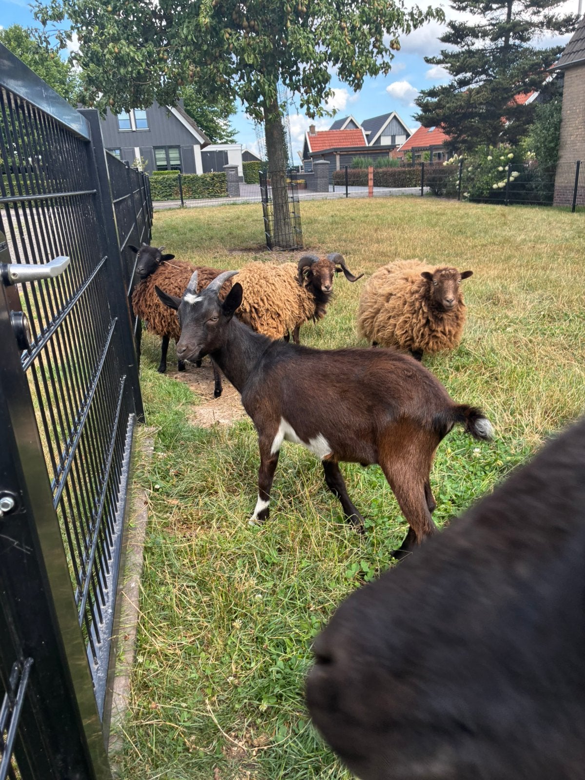 Zwartbonte dekbok, Dieren en Toebehoren, Mannelijk, Geit, 0 tot 2 jaar