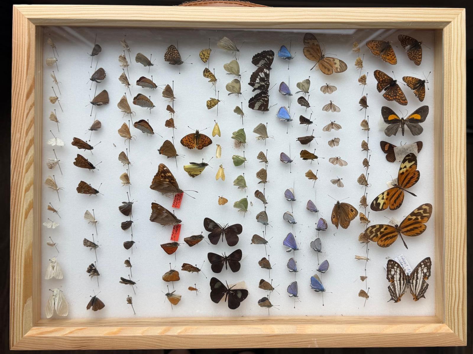 Geprepareerde vlinders in een insectenbox, Ophalen, Insect, Opgezet dier
