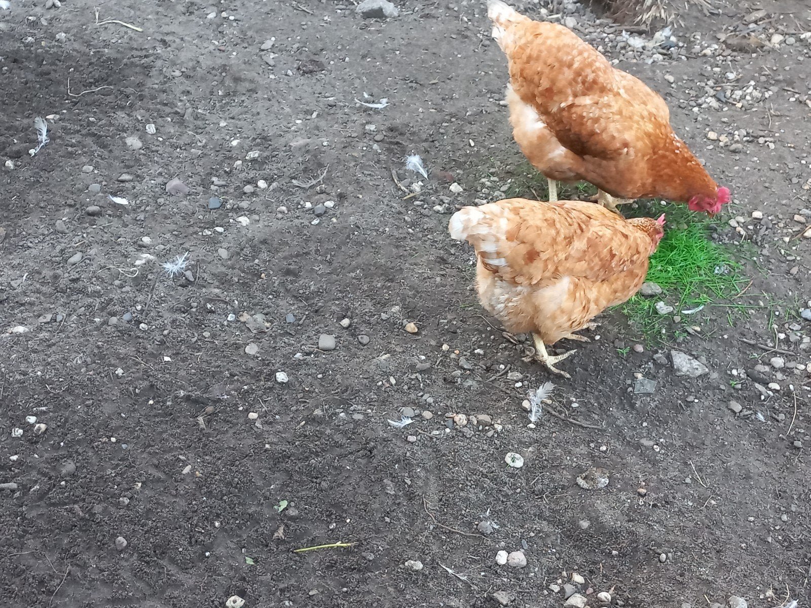 legkippen, Dieren en Toebehoren, Vrouwelijk, Kip