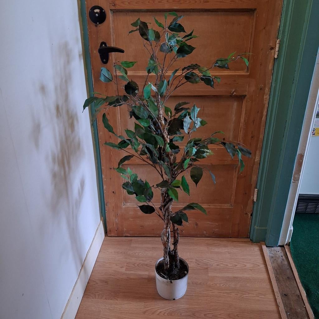 Nep ficus, Ophalen, Gebruikt