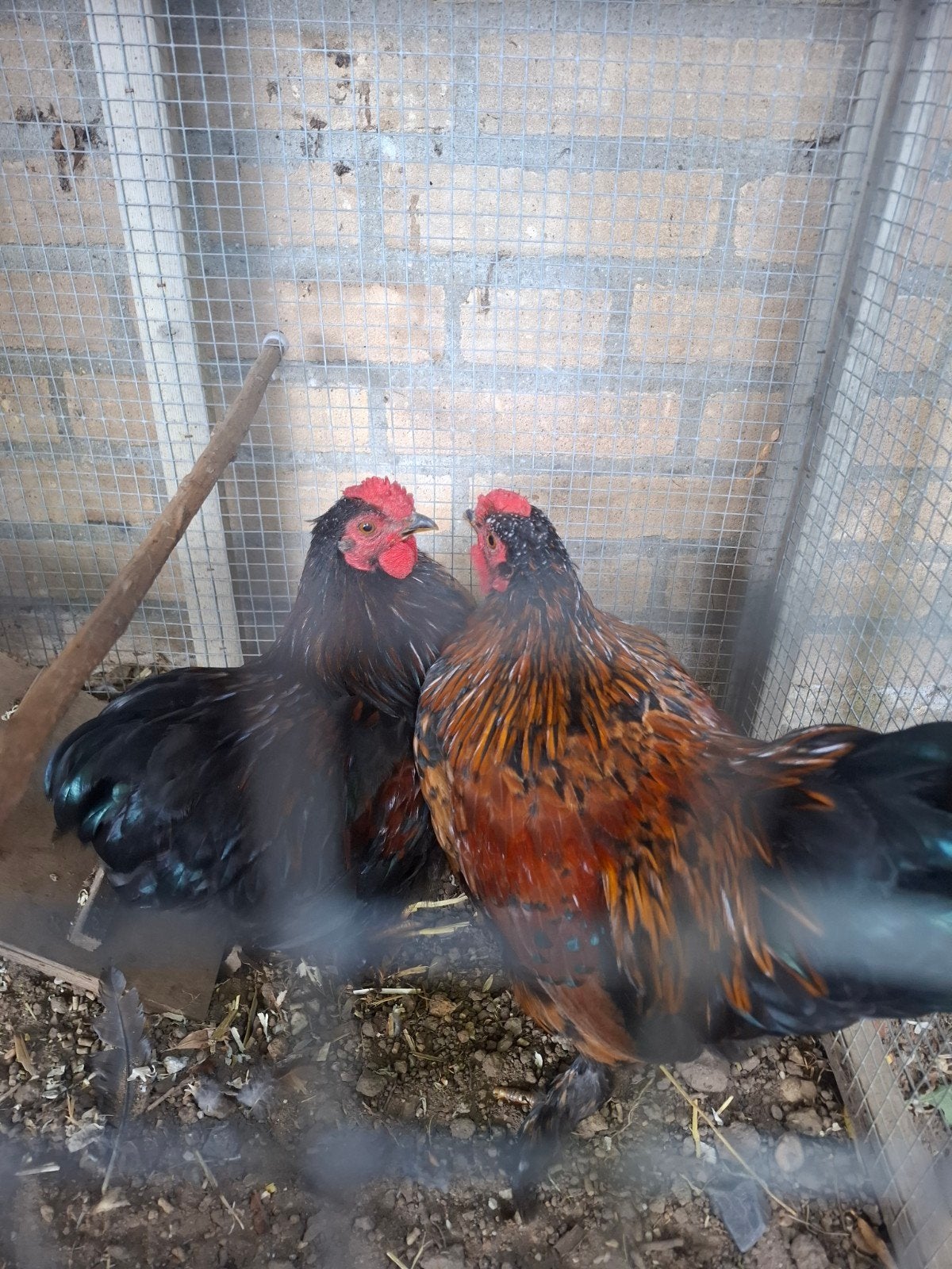 2x Cochin krielhaan, Mannelijk, Kip