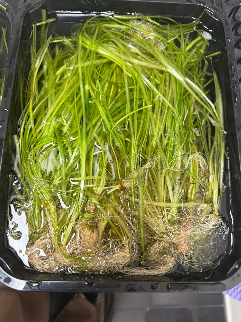 Aquarium plant, Tuin en Terras, Vijvers, Ophalen of Verzenden, Zo goed als nieuw