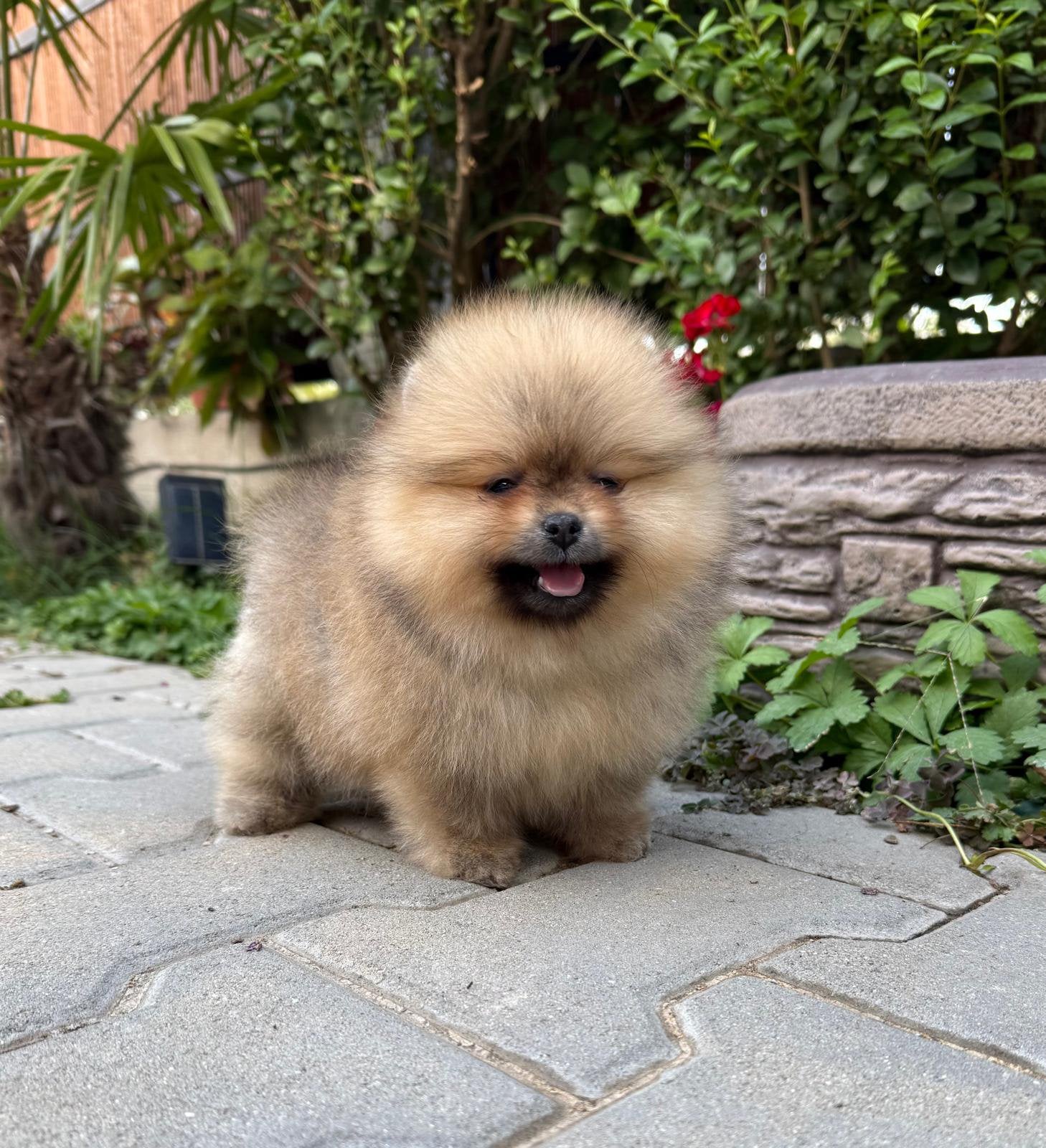 Pomeriaan pups, Overige rassen, 8 tot 15 weken, Buitenland, Parvo