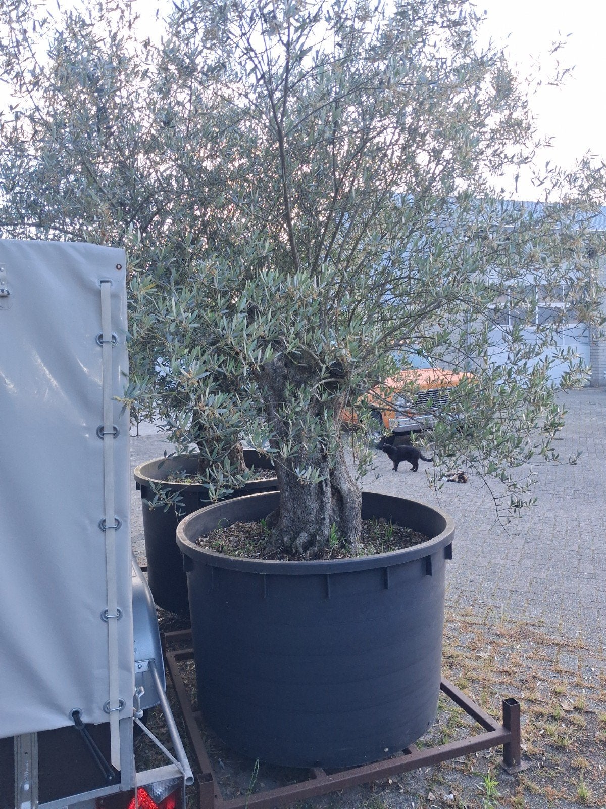 ‼️MOOIE OUDE OLIJFBOOM ‼️, Volle zon, Bloeit niet, Ophalen of Verzenden, 100 tot 250 cm