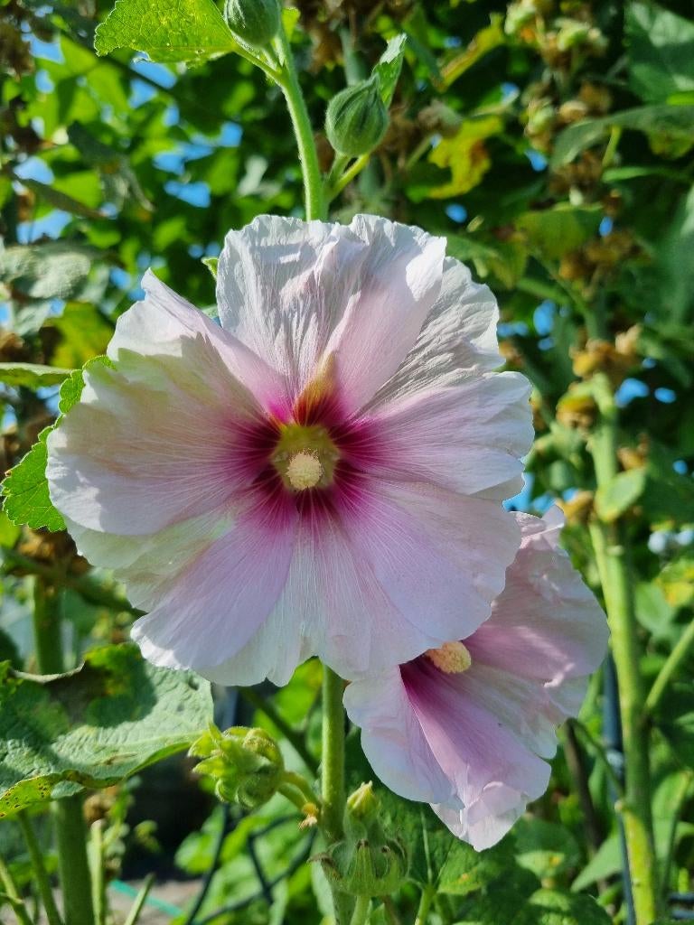 lichtroze Stokroos | Alcea rosea, Verzenden, Voorjaar, Volle zon, Zaad