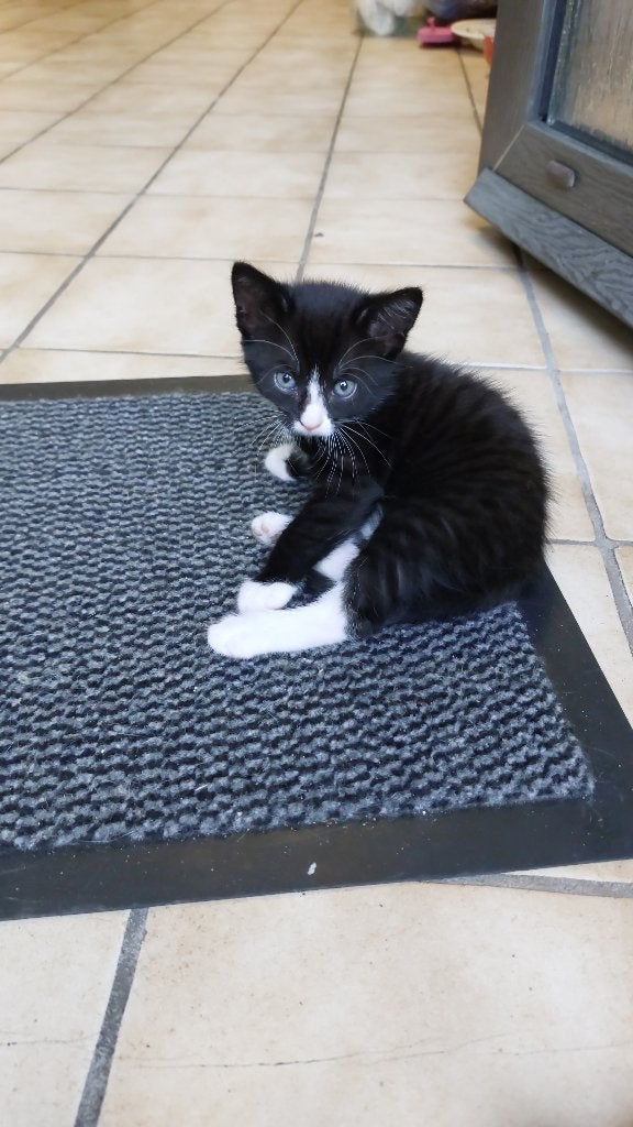 Mooie en leuke kittens, Dieren en Toebehoren, Meerdere dieren, Kortharig, 0 tot 2 jaar