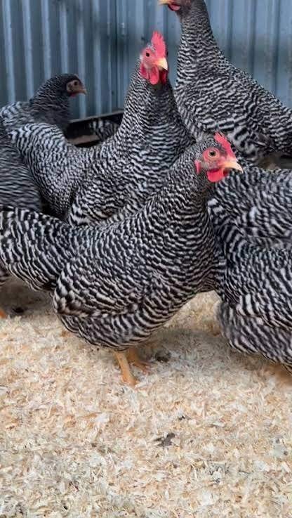 Amrock kippen., Dieren en Toebehoren, Vrouwelijk, Kip