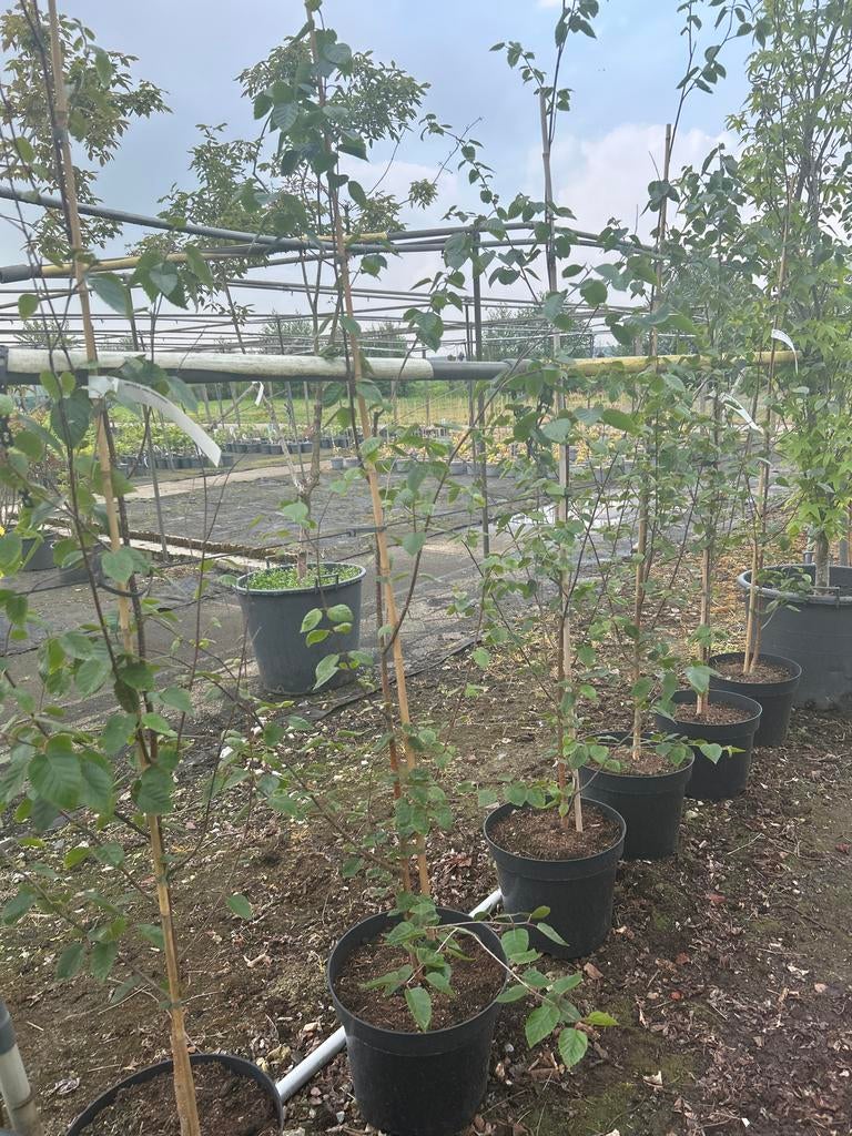 Betula utilis 'Doorenbos' - Himalayaberk in pot, Overige soorten, Lente, 100 tot 250 cm, Ophalen