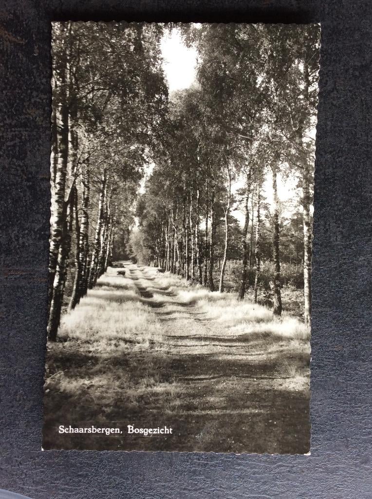 Schaarsbergen, Bosgezicht, Ophalen of Verzenden, 1940 tot 1960, Gelopen, Gelderland