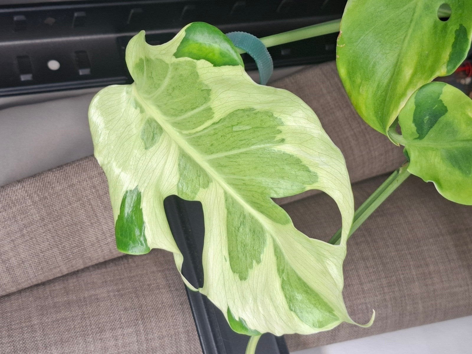 Monstera Flamicito, Ophalen of Verzenden, Halfschaduw, Minder dan 100 cm
