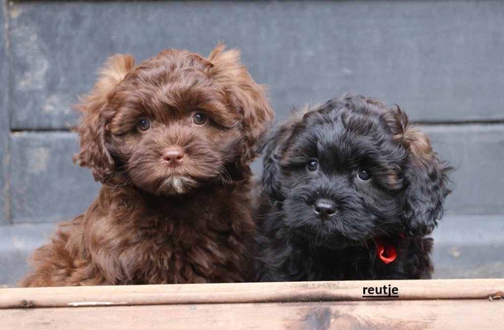 prachtige choco + zwart gestroomde Shihpoo pups, Parvo, 8 tot 15 weken, Meerdere, Meerdere dieren