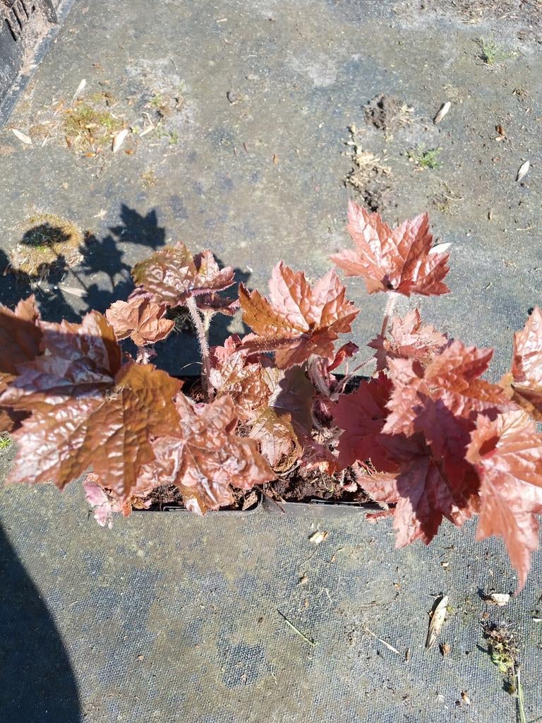Heuchera roodbladig, Tuin en Terras, Ophalen, Overige soorten, Volle zon