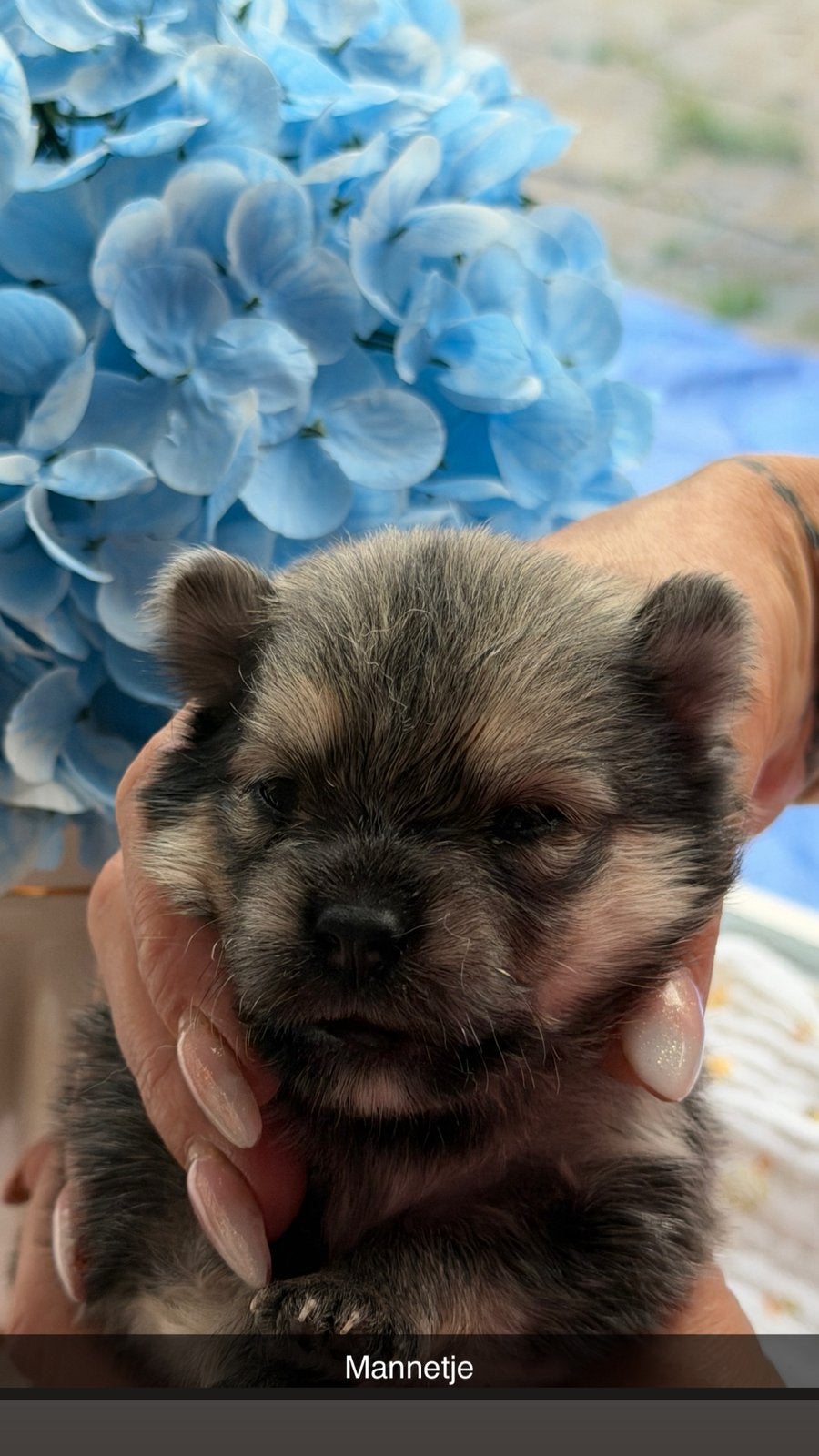 Prachrige chihuahua/pomeriaan pups, Meerdere, Meerdere dieren, Chihuahua, Nederland