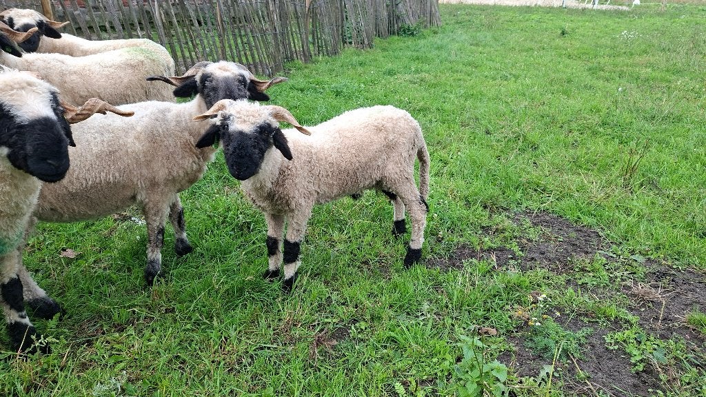 walliser schwarznase ramlam ja+, Meerdere dieren, Schaap