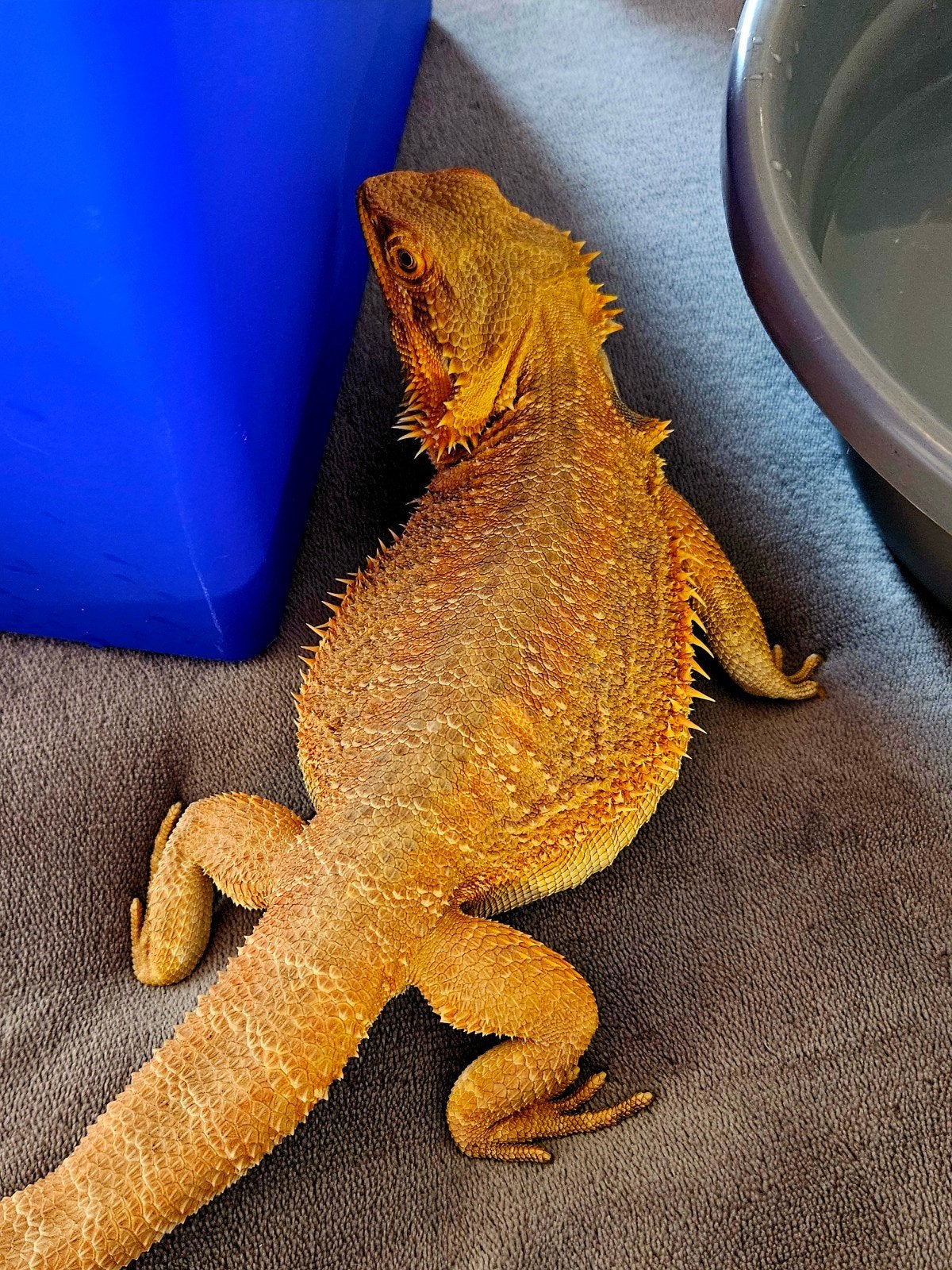Baardagaam - Vrouw - Oranje - INCL Terrarium 100-40-50. Bearded Dragon photo 5