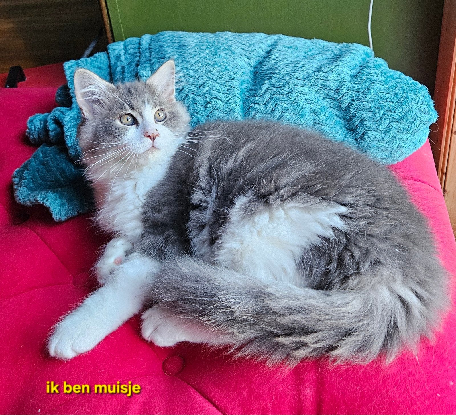 Schattige vol ras Main Coon kittens ️, Meerdere dieren