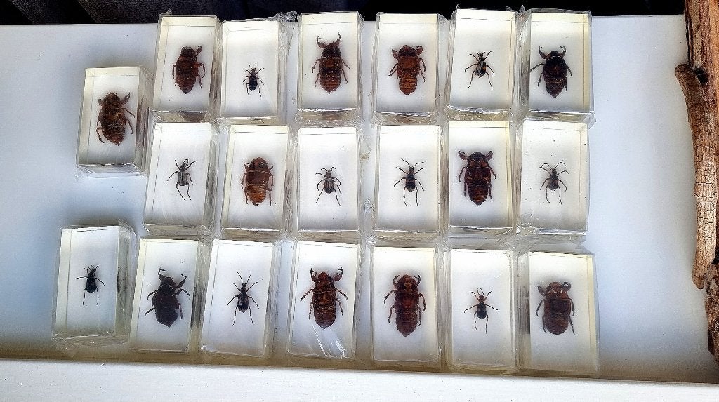 Taxidermie - Partij Nieuwe opgezette kevers in epoxy blokken, Overige soorten