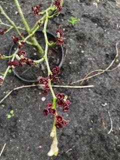 Hamamelis intermedia of toverhazelaar, Tuin en Terras, Ophalen, Overige soorten, Struik, Minder dan 100 cm