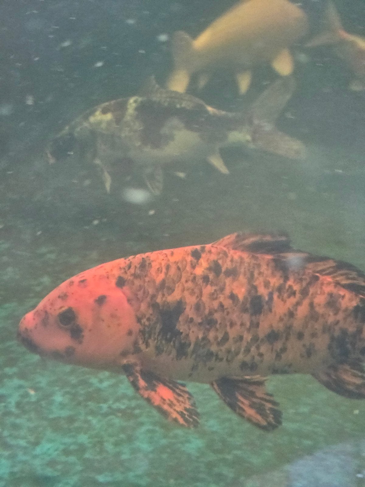 koi karpers, Karper of Koi