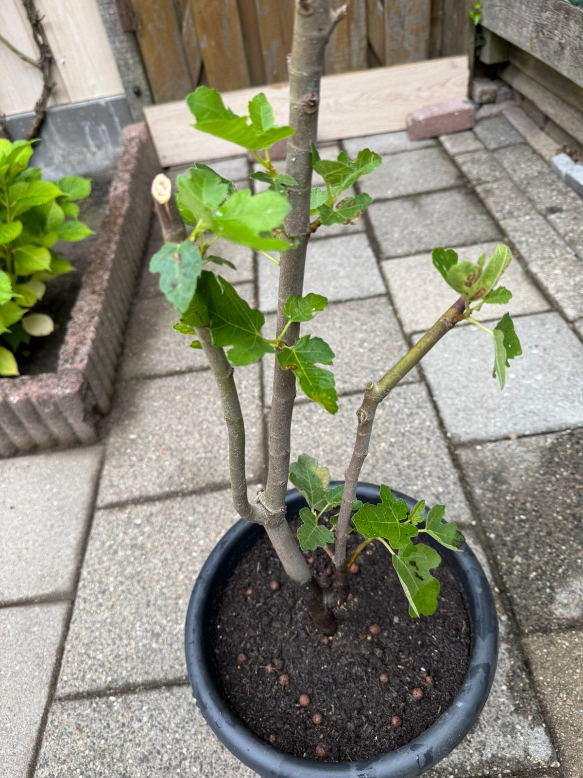 Vijgen boompje,, Tuin en Terras, Ophalen, Minder dan 100 cm, Overige soorten, In pot