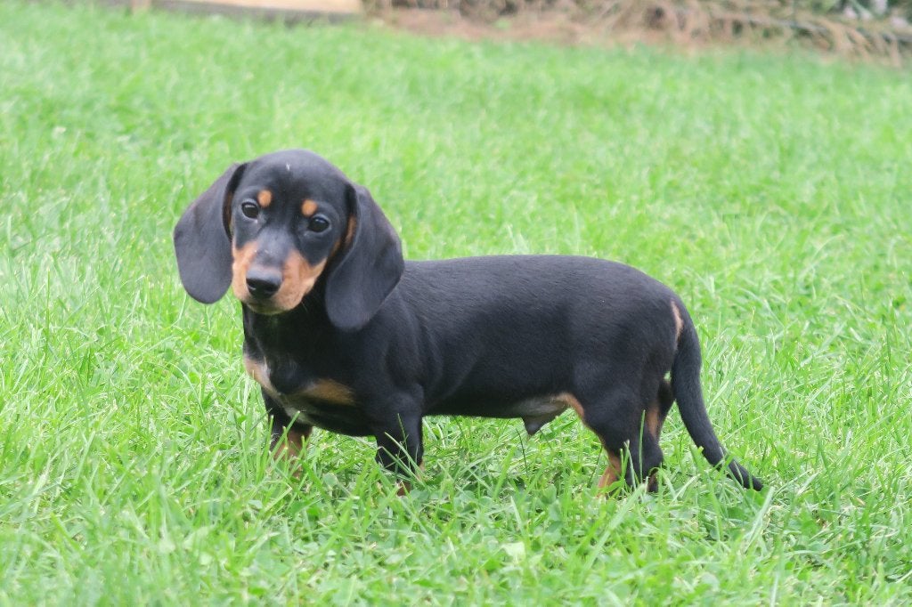 Korthaar dwerg Teckel pup reutje, Dieren en Toebehoren, Honden | Teckels en Dashonden, Nederland, Reu, CDV (hondenziekte), 8 tot 15 weken