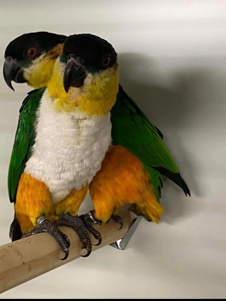 Zwartkop caique jonkies te reserveren, Dieren en Toebehoren, Geslacht onbekend, Papegaai, Geringd