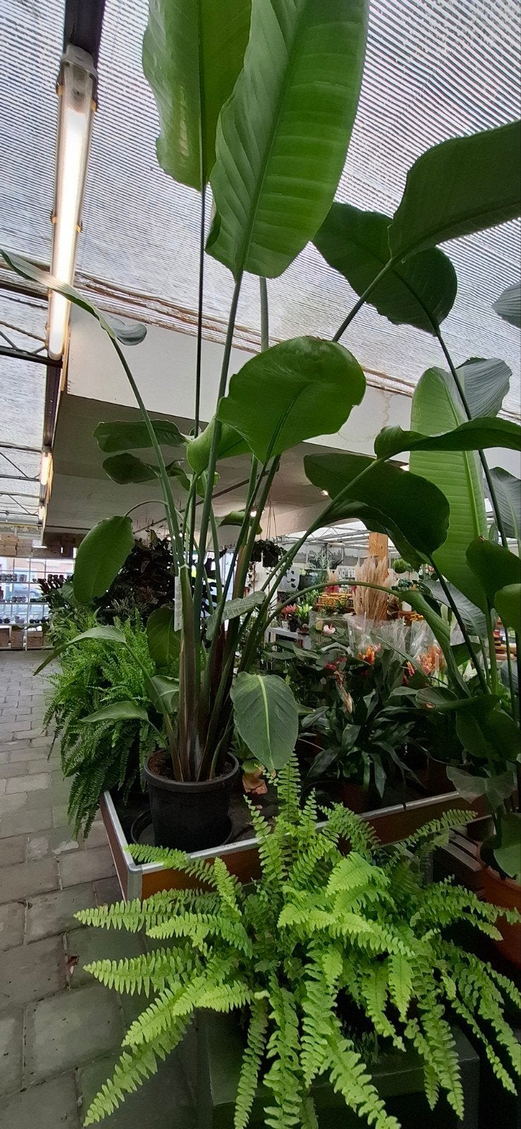 Strelitzia Reginae - Paradijsvogelbloem, Tuin en Terras, Planten | Tuinplanten, Volle zon, Vaste plant, Zomer, Ophalen
