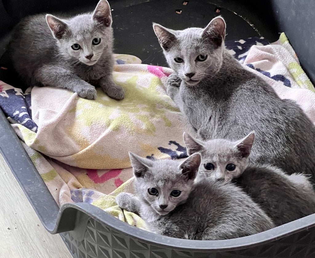 Blauwe Rus kittens, Dieren en Toebehoren, Meerdere dieren, Met stamboom, 0 tot 2 jaar