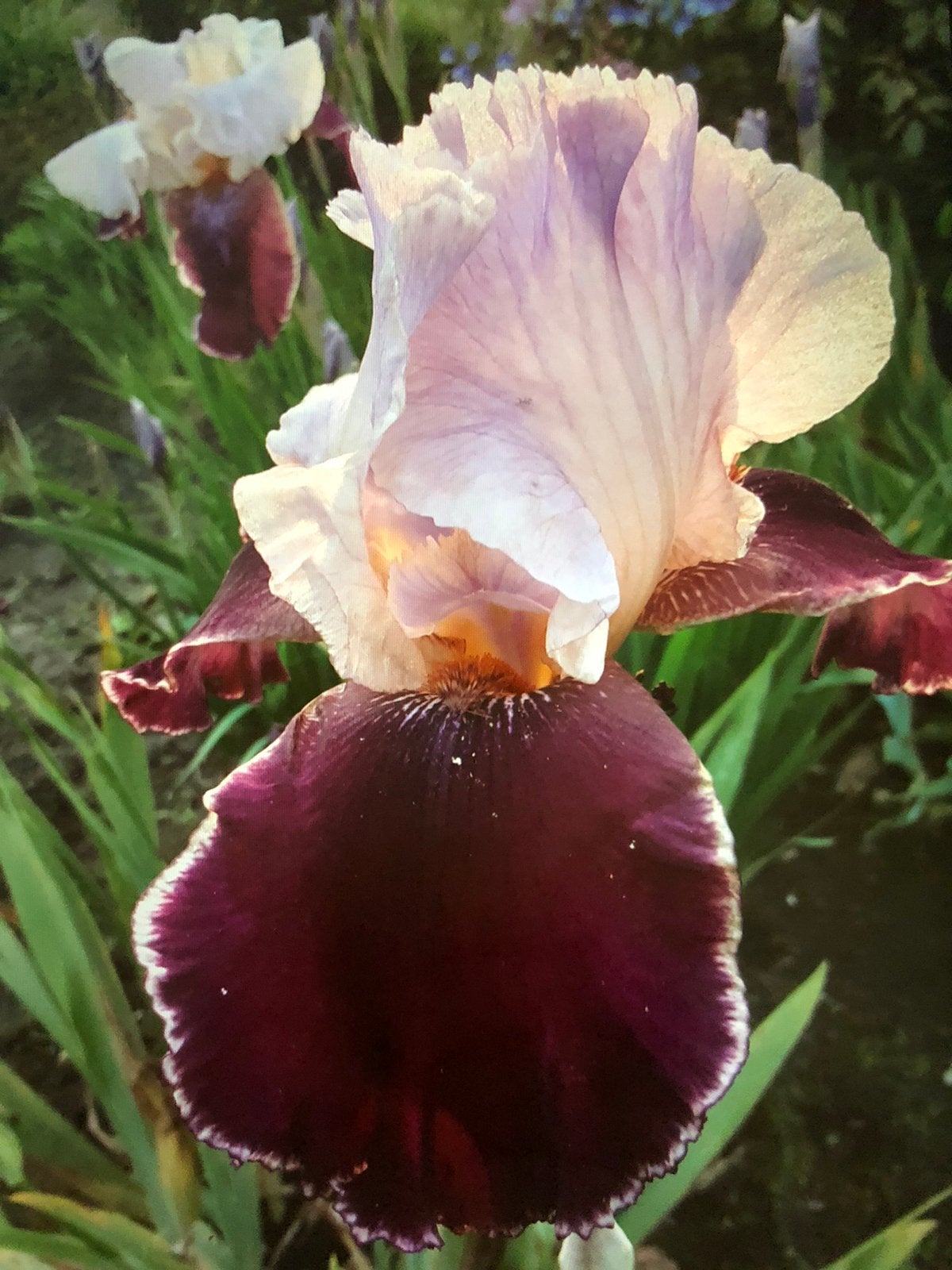 Verschillende Irissen, Tuin en Terras, Planten | Tuinplanten, Ophalen of Verzenden, Overige soorten, Volle zon