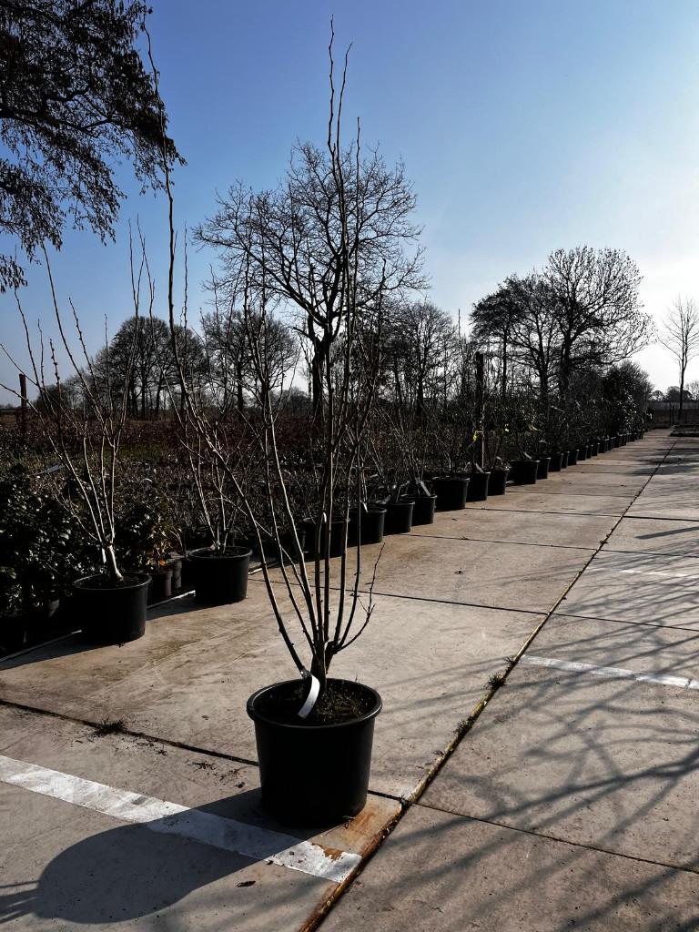 Cercis chinensis Shirobana Meerstammig Judasboom, Tuin en Terras, Overige soorten, Lente, 100 tot 250 cm, Ophalen
