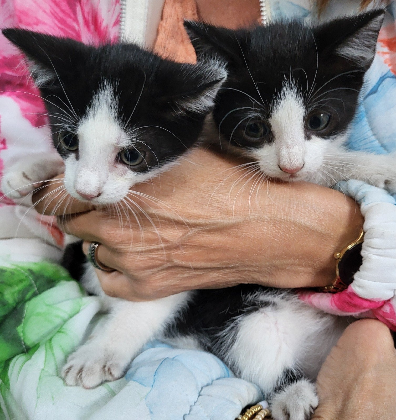 Mooie kittens, Meerdere dieren